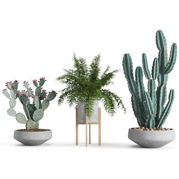 3D model set indoor plants - TurboSquid 1563108