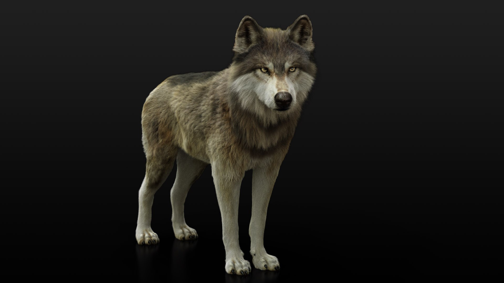 3D model wolf xgen rigged https://p.turbosquid.com/ts-thumb/0p/Gs4Gyg/2uVVERDh/ts03/jpg/1587888967/1920x1080/fit_q87/5b53a3f22e70064195c10da3b720a19a0c4395a5/ts03.jpg