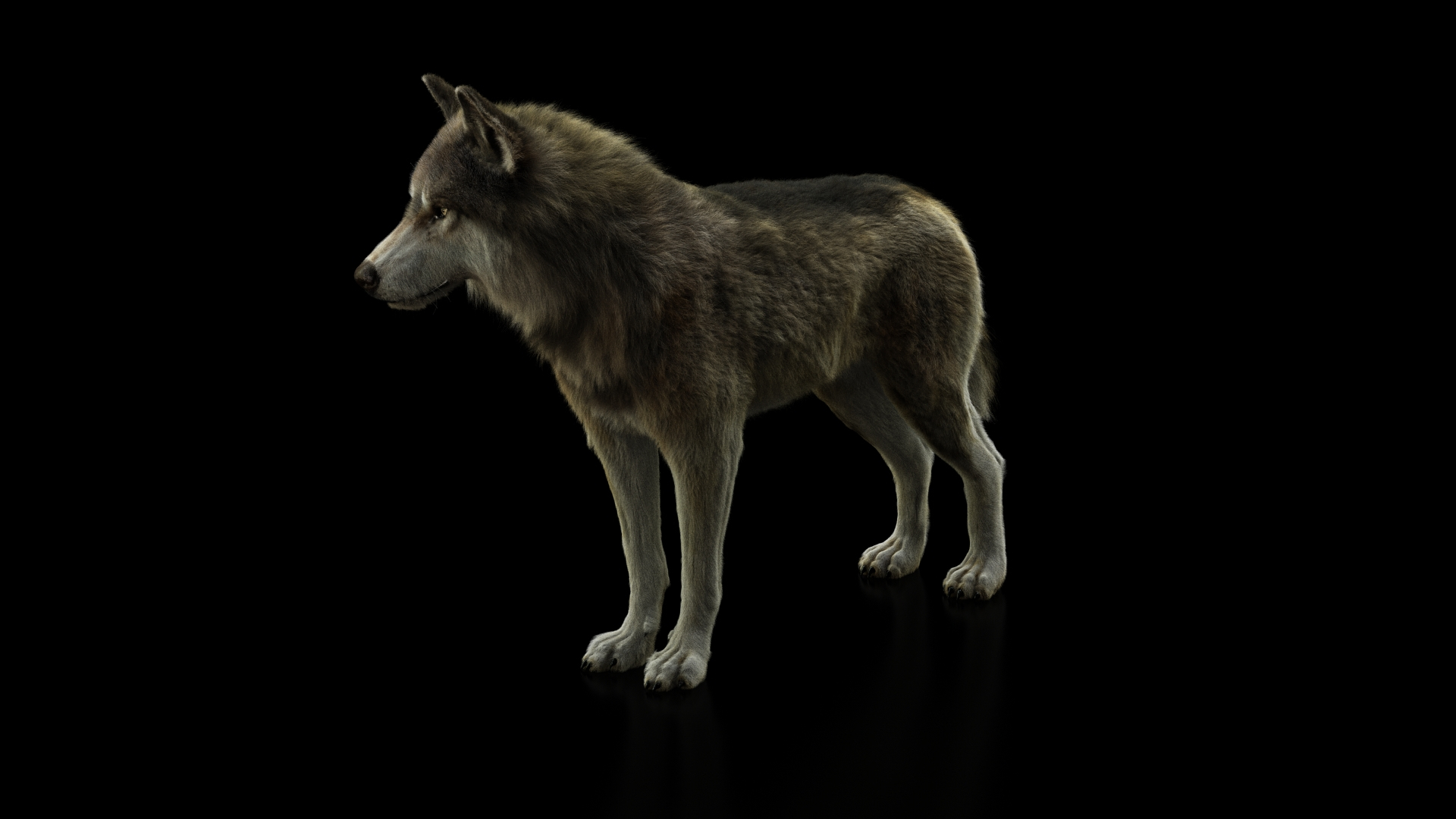 3D model wolf xgen rigged https://p.turbosquid.com/ts-thumb/0p/Gs4Gyg/FALL2Bku/grey/jpg/1587944245/1920x1080/turn_fit_q99/654df710c1f1e1423b8d6acf96964cfae1ef6714/grey-1.jpg