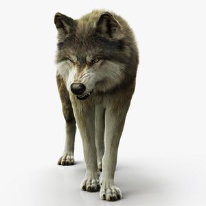 3D model wolf xgen rigged