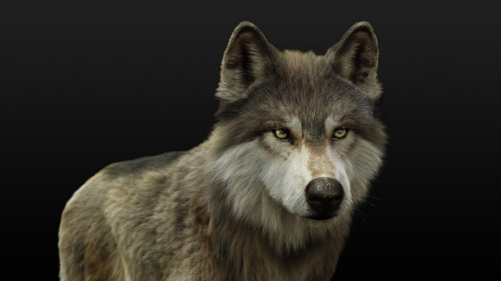 3D model wolf xgen rigged https://p.turbosquid.com/ts-thumb/0p/Gs4Gyg/bp7xp7hT/ts04/jpg/1587888967/1920x1080/fit_q87/ab828432f7a94f3f47e5450bad36ddea99ce8260/ts04.jpg