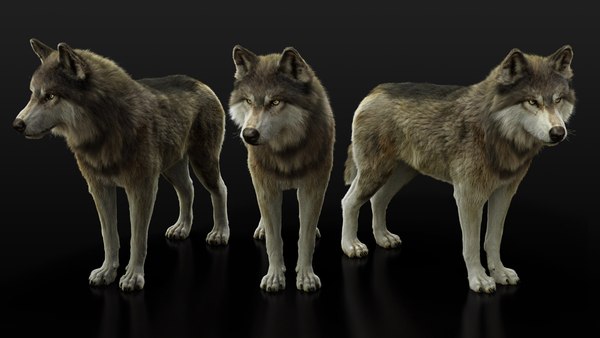 modelo 3d Wolf RIG XGEN - TurboSquid 1548295