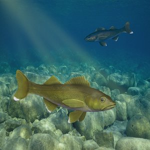 Large mouth Bass 3D model