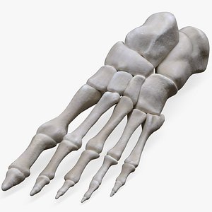 Foot Bone Anatomy 3D model