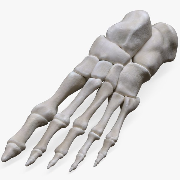 Bone 3d. Кости стопы 3д. Костей стопы 3d модель. Кость 3д модель. Нога 3д модель.