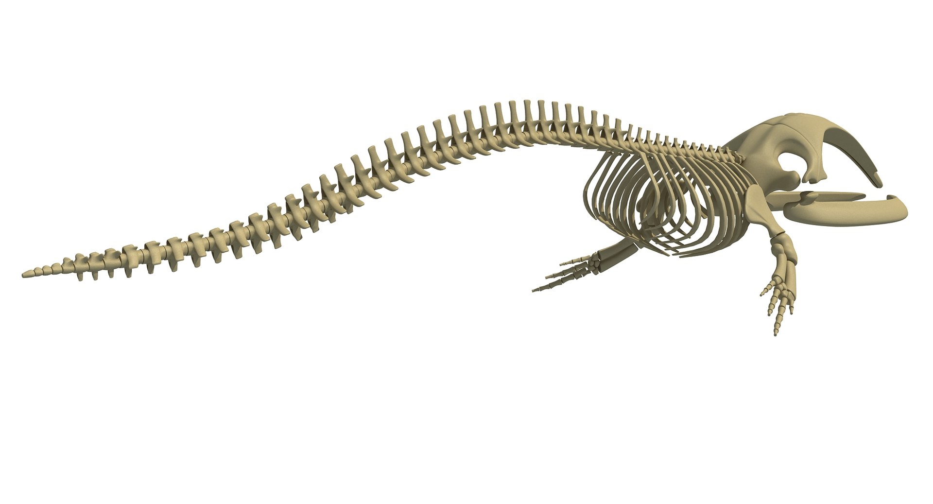 3D Right Whale Skeleton Model - TurboSquid 1254646