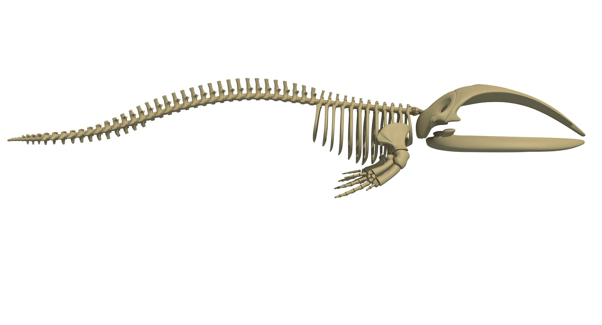 3D Right Whale Skeleton Model - TurboSquid 1254646