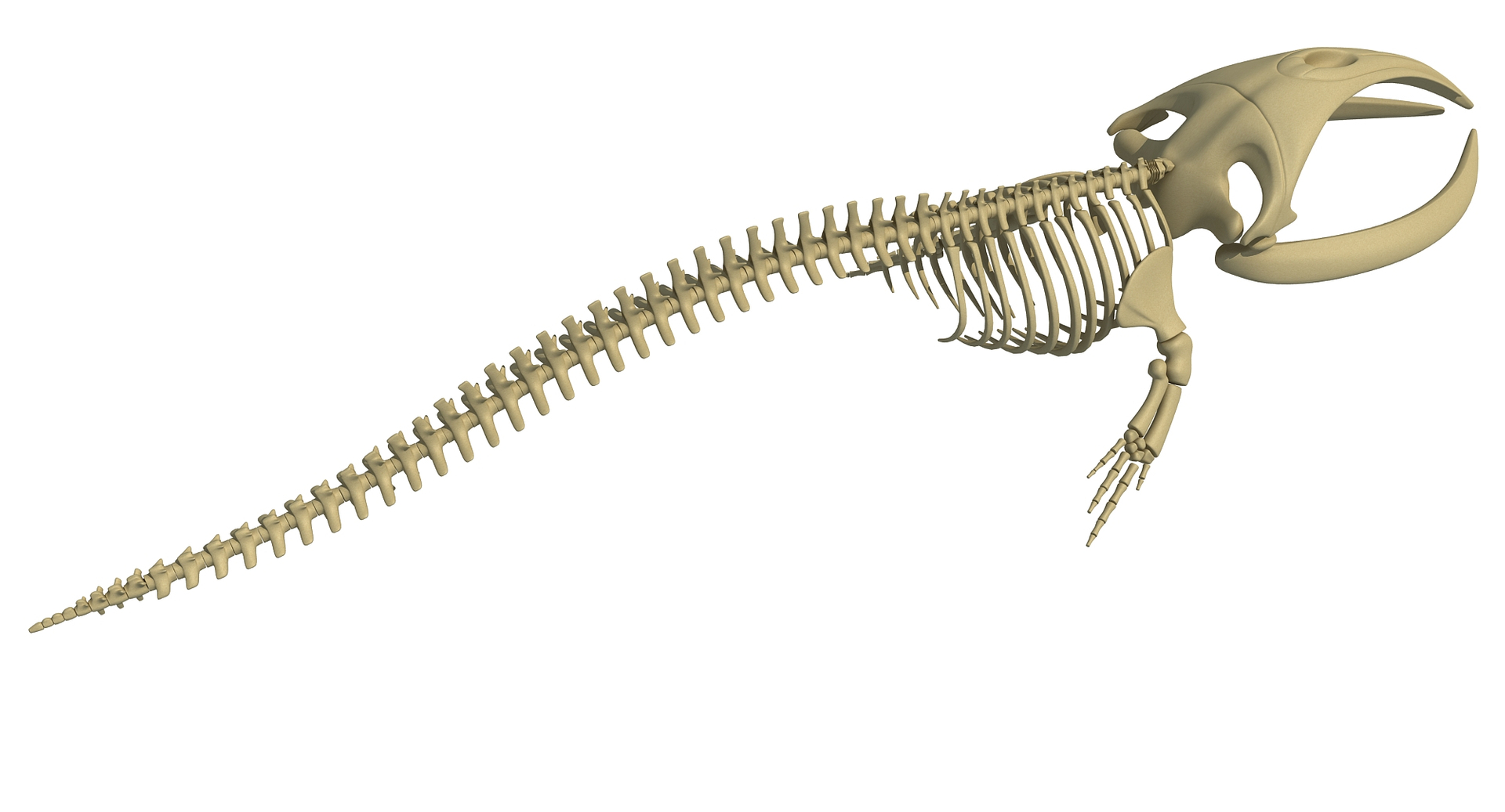 3D right whale skeleton model - TurboSquid 1254646