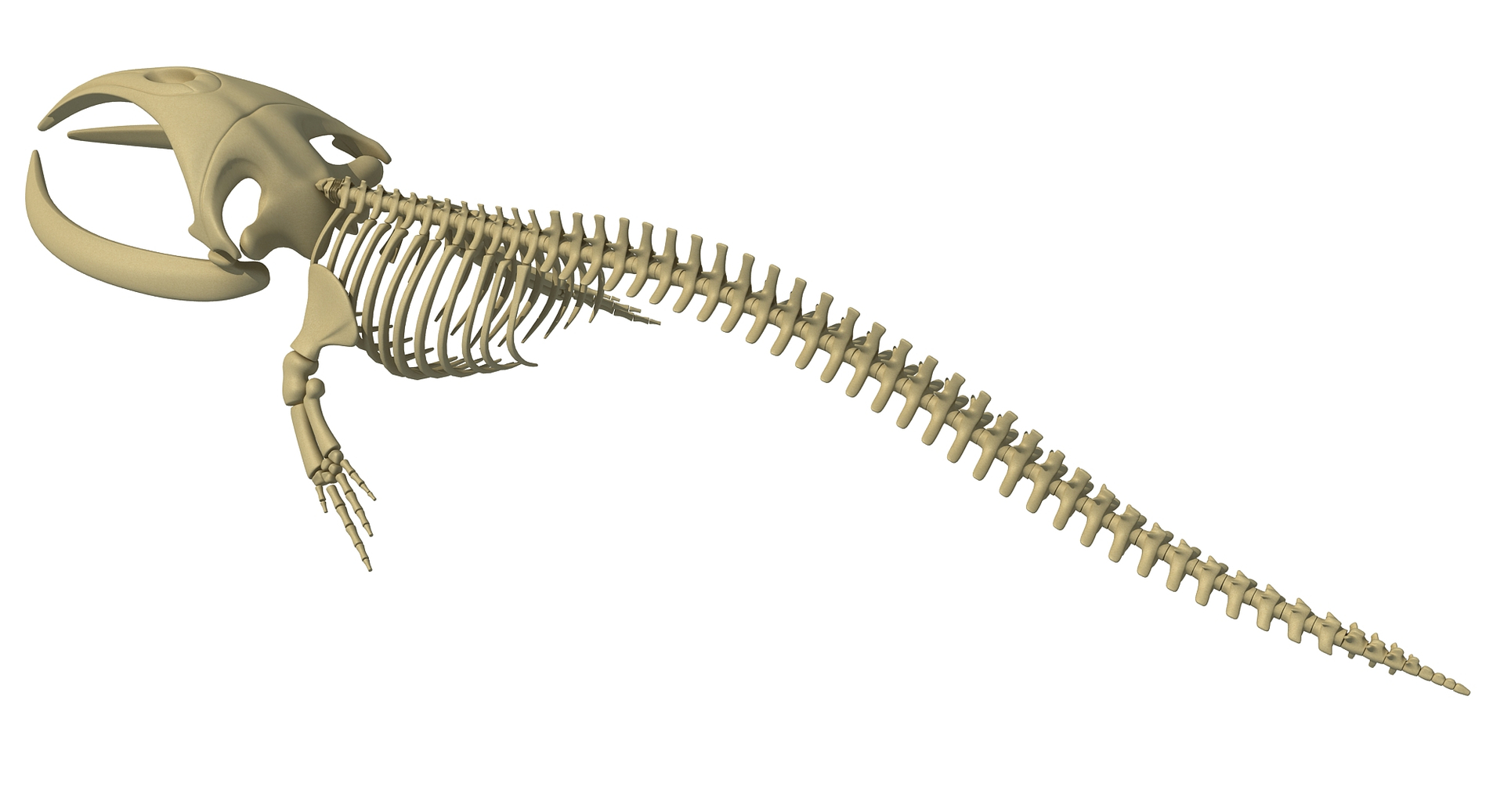 3D right whale skeleton model - TurboSquid 1254646