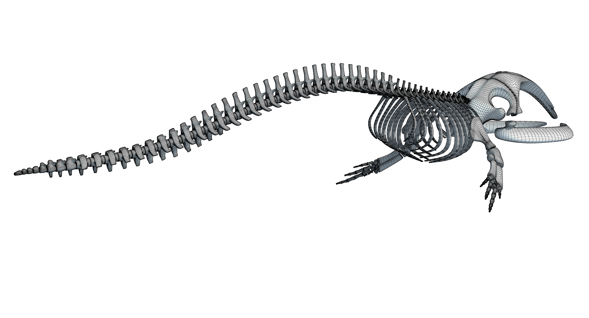 3D right whale skeleton model - TurboSquid 1254646