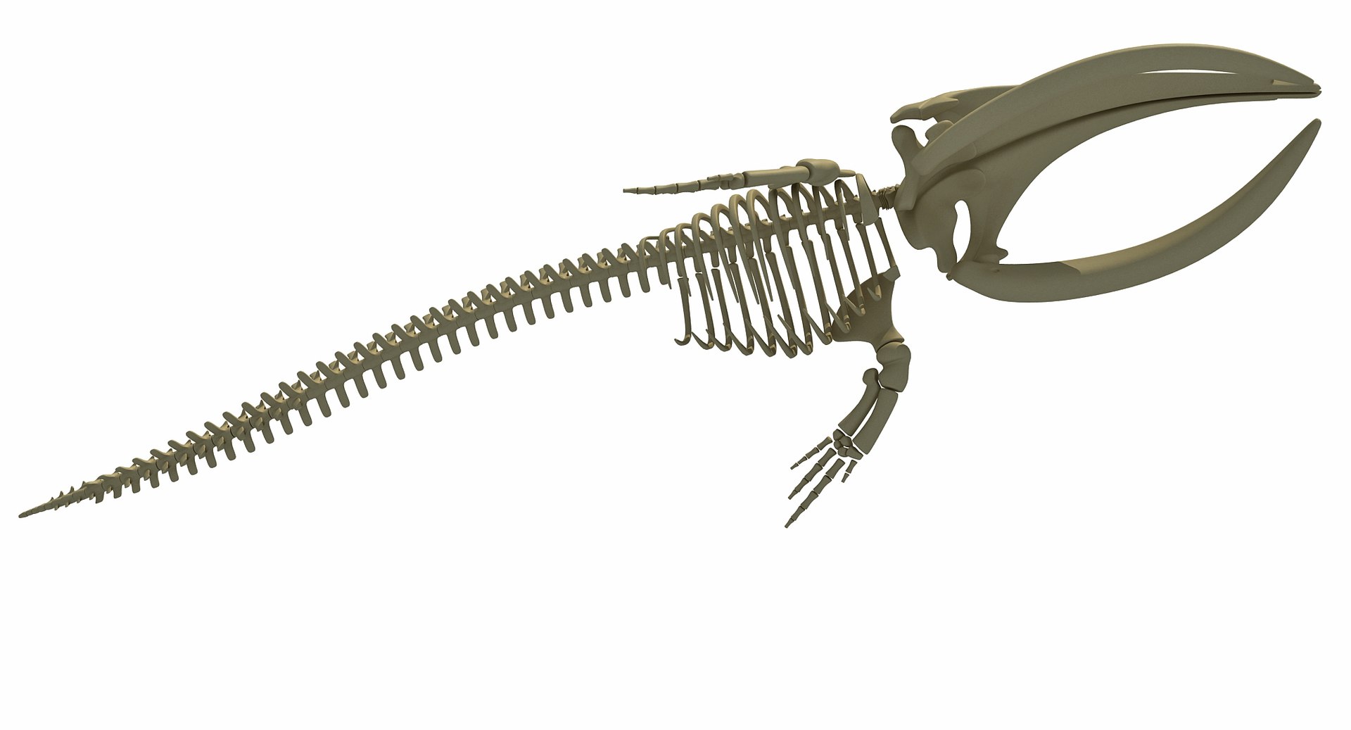 3D Right Whale Skeleton Model - TurboSquid 1254646