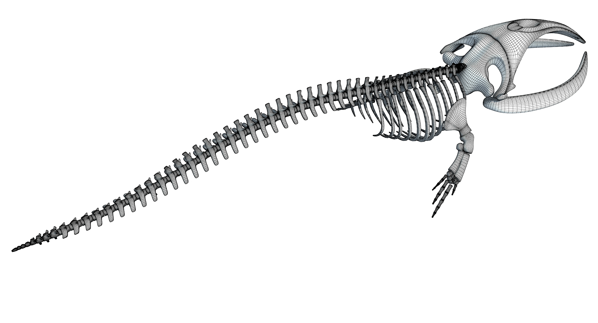 3D right whale skeleton model - TurboSquid 1254646