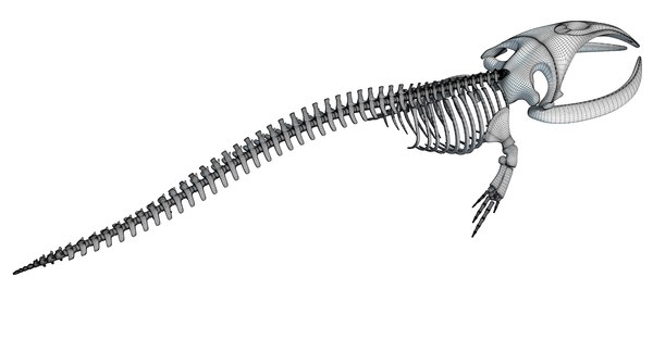 3D right whale skeleton model - TurboSquid 1254646