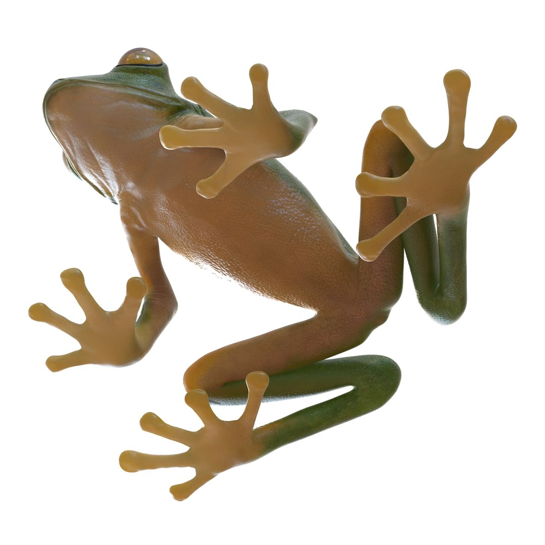 3d Tree Frog Rigged Model