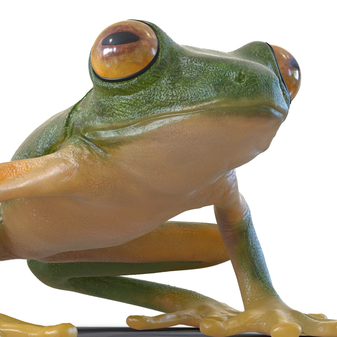 3d Tree Frog Rigged Model