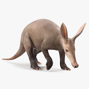 Mammal Aardvark Walking Pose