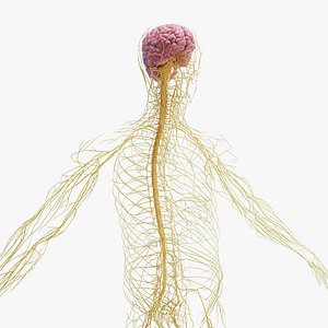 Human Male Nervous System Static 3D model