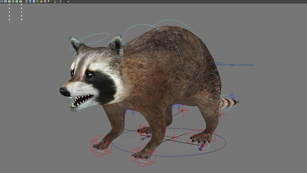 modelo 3d mapache mapache animal roedor mamífero mapache animal del ...