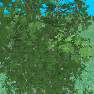 small_maple01