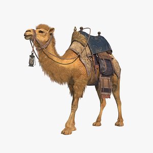 3D Mammalian Desert Camel Ride model