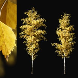 3D Birch Autumn v03  11-12m