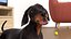 Small Breed Long Dog with Droopy Ears Black Rigged