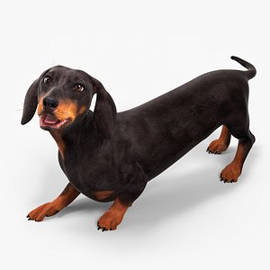Small Breed Long Dog with Droopy Ears Black Rigged