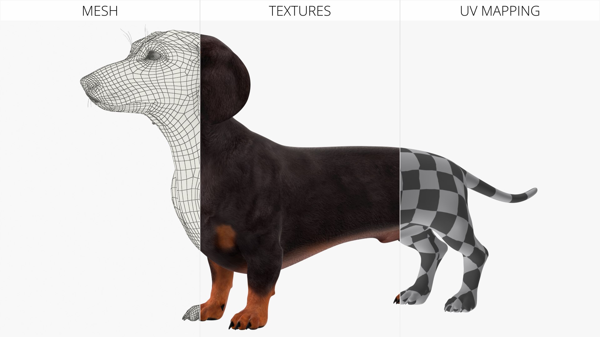 3D Small Breed Long Dog with Droopy Ears Black Rigged https://p.turbosquid.com/ts-thumb/0q/K7eTOo/Nl/small_breed_long_dog_with_droopy_ears_black_rigged_009/jpg/1755834929/1920x1080/fit_q87/f6f60c72bb6a2684b3dbd2fd10757a7f9fbd4fd4/small_breed_long_dog_with_droopy_ears_black_rigged_009.jpg