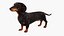 Small Breed Long Dog with Droopy Ears Black Rigged