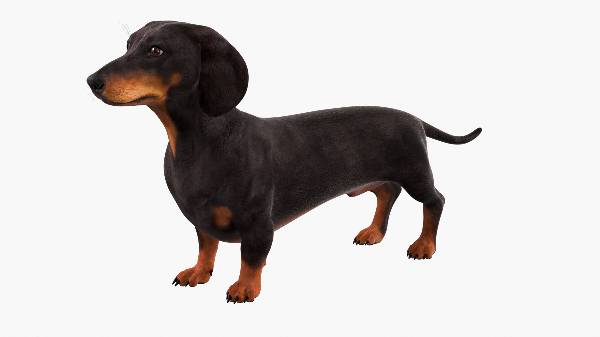 3D Small Breed Long Dog with Droopy Ears Black Rigged https://p.turbosquid.com/ts-thumb/0q/K7eTOo/OO/small_breed_long_dog_with_droopy_ears_black_rigged_360/jpg/1755834757/1920x1080/turn_fit_q99/e4a609536683e8c63293120f74cdca7535d8660d/small_breed_long_dog_with_droopy_ears_black_rigged_360-1.jpg