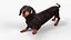 Small Breed Long Dog with Droopy Ears Black Rigged