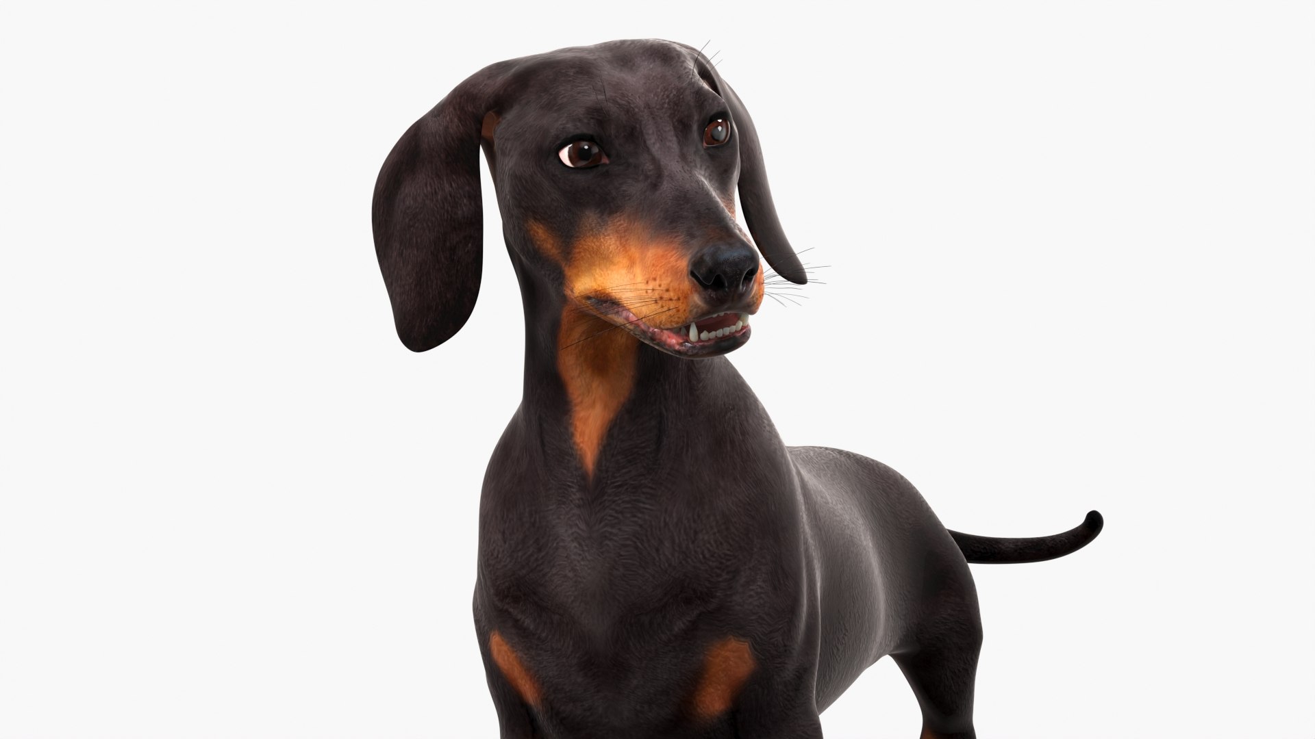 3D Small Breed Long Dog with Droopy Ears Black Rigged https://p.turbosquid.com/ts-thumb/0q/K7eTOo/a6/small_breed_long_dog_with_droopy_ears_black_rigged_008/jpg/1755834926/1920x1080/fit_q87/eac2d7fd5db8843a7f135acad84eef1c4af25a05/small_breed_long_dog_with_droopy_ears_black_rigged_008.jpg