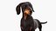 Small Breed Long Dog with Droopy Ears Black Rigged