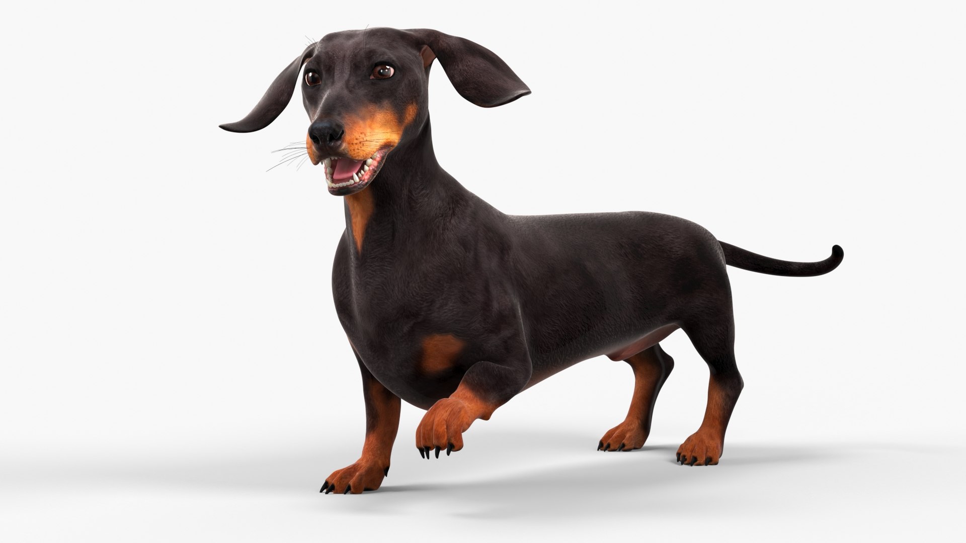 3D Small Breed Long Dog with Droopy Ears Black Rigged https://p.turbosquid.com/ts-thumb/0q/K7eTOo/eW/small_breed_long_dog_with_droopy_ears_black_rigged_007/jpg/1755834923/1920x1080/fit_q87/5a718a2d718f9bed9198bb331c12dd8358849eda/small_breed_long_dog_with_droopy_ears_black_rigged_007.jpg