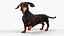 Small Breed Long Dog with Droopy Ears Black Rigged