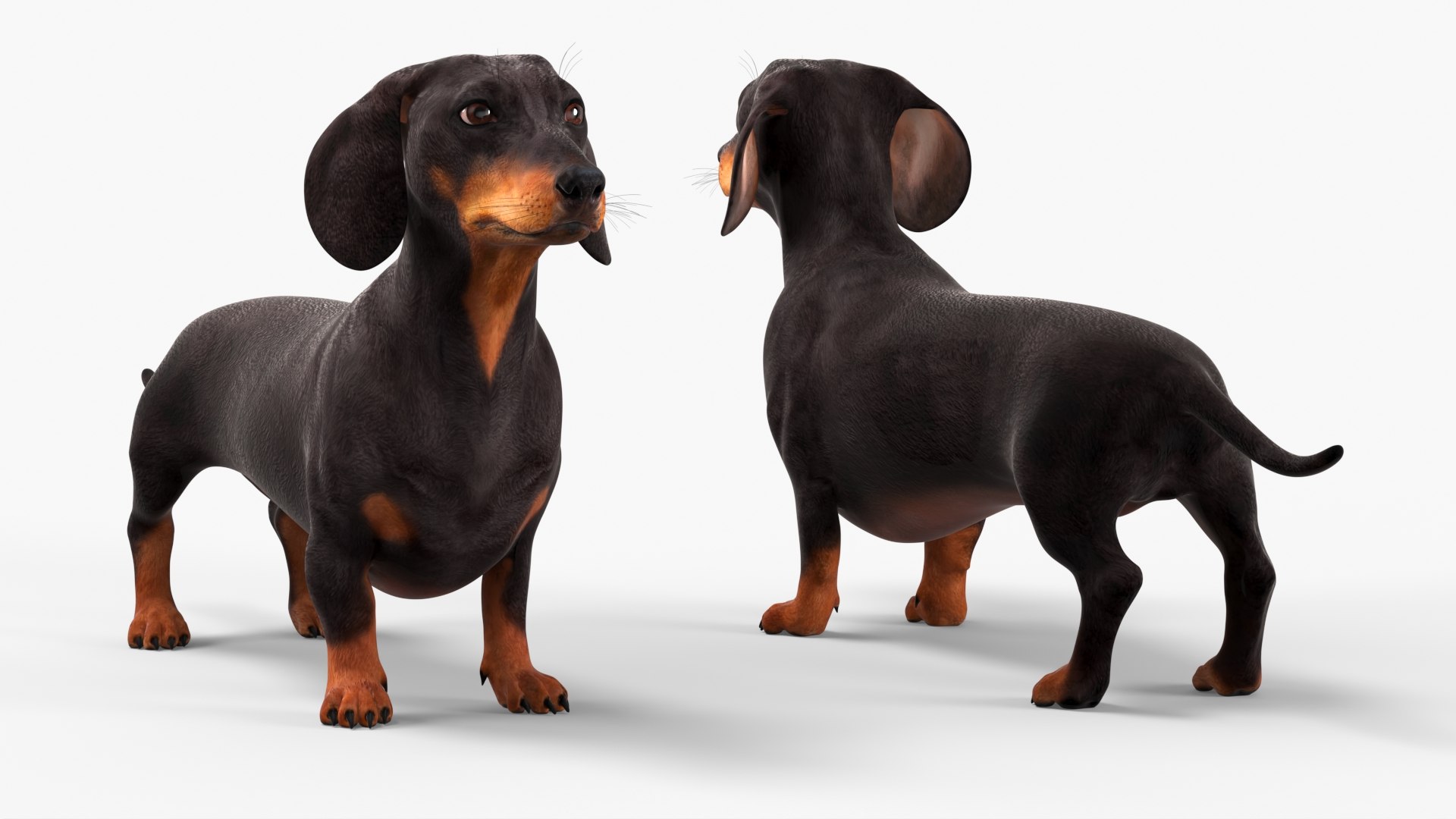3D Small Breed Long Dog with Droopy Ears Black Rigged https://p.turbosquid.com/ts-thumb/0q/K7eTOo/mD/small_breed_long_dog_with_droopy_ears_black_rigged_006/jpg/1755834920/1920x1080/fit_q87/19df6d436c5d41c76dbbbd244b78d4d39cb89f01/small_breed_long_dog_with_droopy_ears_black_rigged_006.jpg