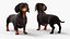 Small Breed Long Dog with Droopy Ears Black Rigged