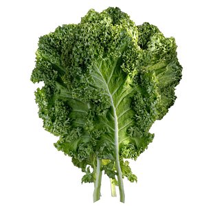 3D Kale leaf vegetable
