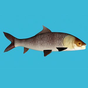 Carp fish