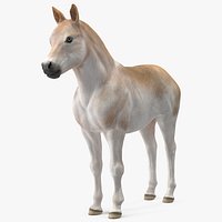 Realistic Shetland Pony