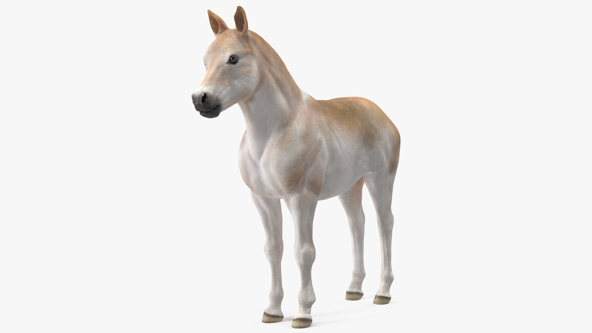 Realistic Shetland Pony 3D model preview