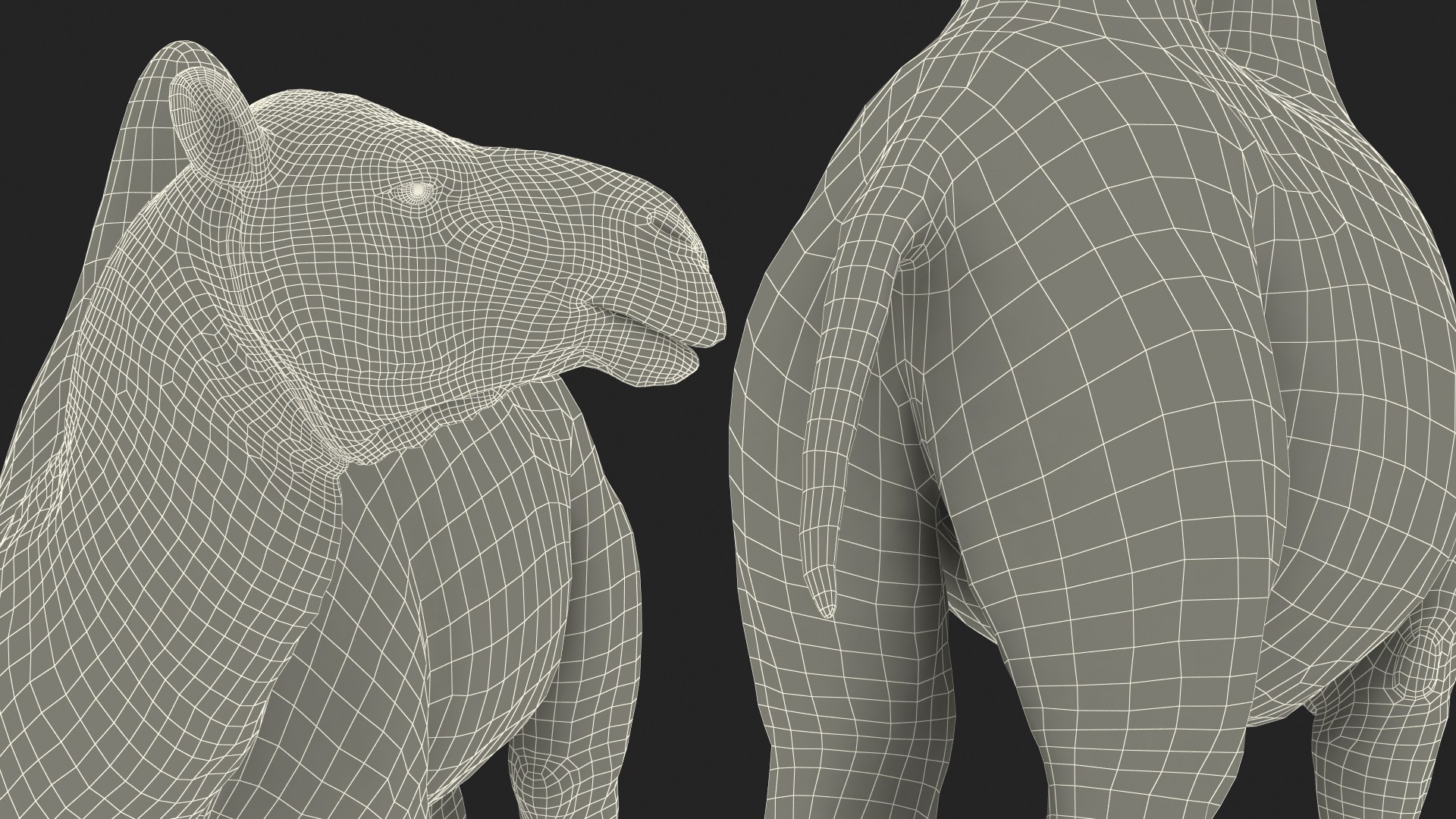 3D Bactrian Camel Light Colored Standing Pose https://p.turbosquid.com/ts-thumb/0q/hMklgF/0U/bactrian_camel_light_colored_standing_pose_025/jpg/1724832774/1920x1080/fit_q87/0486866fdb9bd254adc0742a5d3041ed226d700c/bactrian_camel_light_colored_standing_pose_025.jpg