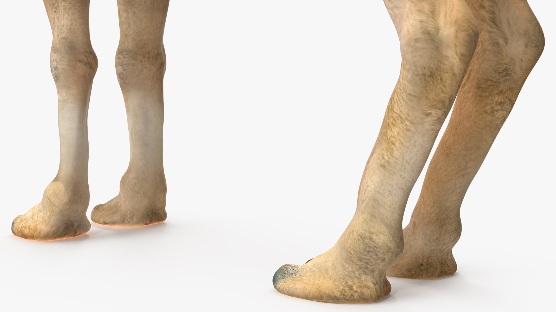 3D Bactrian Camel Light Colored Standing Pose https://p.turbosquid.com/ts-thumb/0q/hMklgF/42/bactriancamellightcoloredstandingposevray3dmodel014/jpg/1724747751/1920x1080/fit_q87/6529976fc9b997cf331f79003ea0ad16d5a67501/bactriancamellightcoloredstandingposevray3dmodel014.jpg