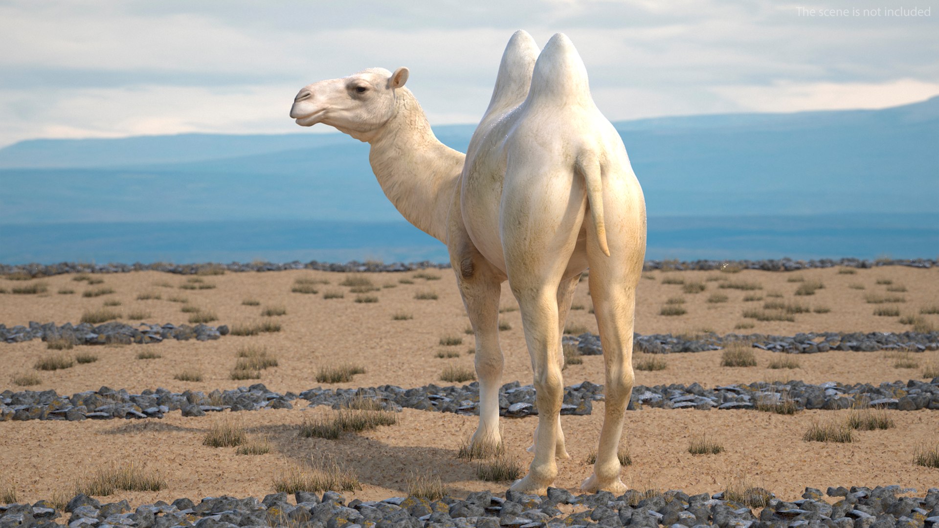 3D Bactrian Camel Light Colored Standing Pose https://p.turbosquid.com/ts-thumb/0q/hMklgF/9S/bactriancamellightcoloredstandingposevray3dmodel002/jpg/1724747706/1920x1080/fit_q87/dac42ee70b91c198721fa4fd4df5080df777dd71/bactriancamellightcoloredstandingposevray3dmodel002.jpg