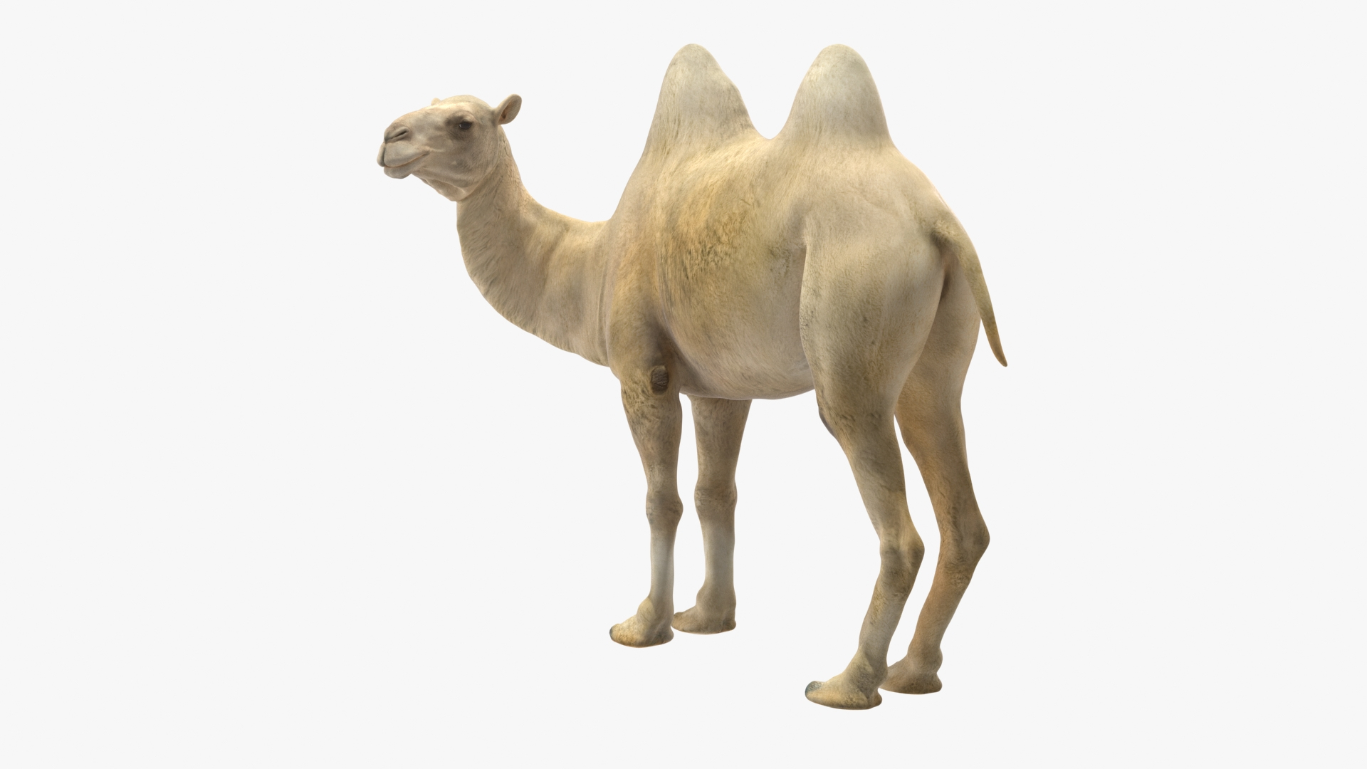 3D Bactrian Camel Light Colored Standing Pose https://p.turbosquid.com/ts-thumb/0q/hMklgF/H4/bactrian_camel_light_colored_standing_pose_360/jpg/1724747620/1920x1080/turn_fit_q99/96f0c07840deab764a6f8a41be3280b0d816bdfc/bactrian_camel_light_colored_standing_pose_360-1.jpg