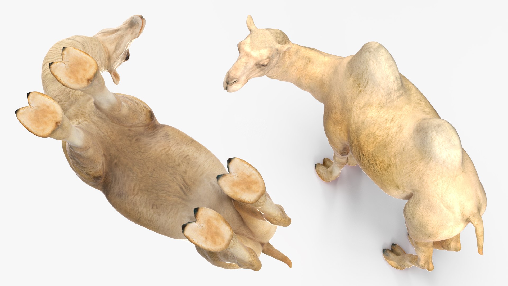 3D Bactrian Camel Light Colored Standing Pose https://p.turbosquid.com/ts-thumb/0q/hMklgF/Jf/bactriancamellightcoloredstandingposevray3dmodel010/jpg/1724747737/1920x1080/fit_q87/a81a16282bbd4c315d71892e595a5f7299c34a83/bactriancamellightcoloredstandingposevray3dmodel010.jpg