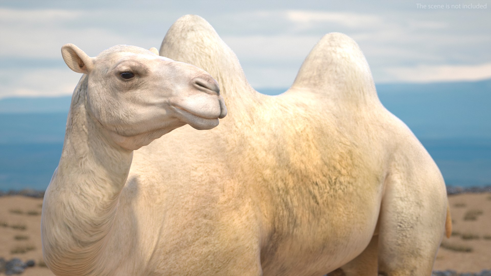 3D Bactrian Camel Light Colored Standing Pose https://p.turbosquid.com/ts-thumb/0q/hMklgF/Rn/bactriancamellightcoloredstandingposevray3dmodel005/jpg/1724747720/1920x1080/fit_q87/5938632c9289c913dc8682c7d22f1574c3143f6d/bactriancamellightcoloredstandingposevray3dmodel005.jpg