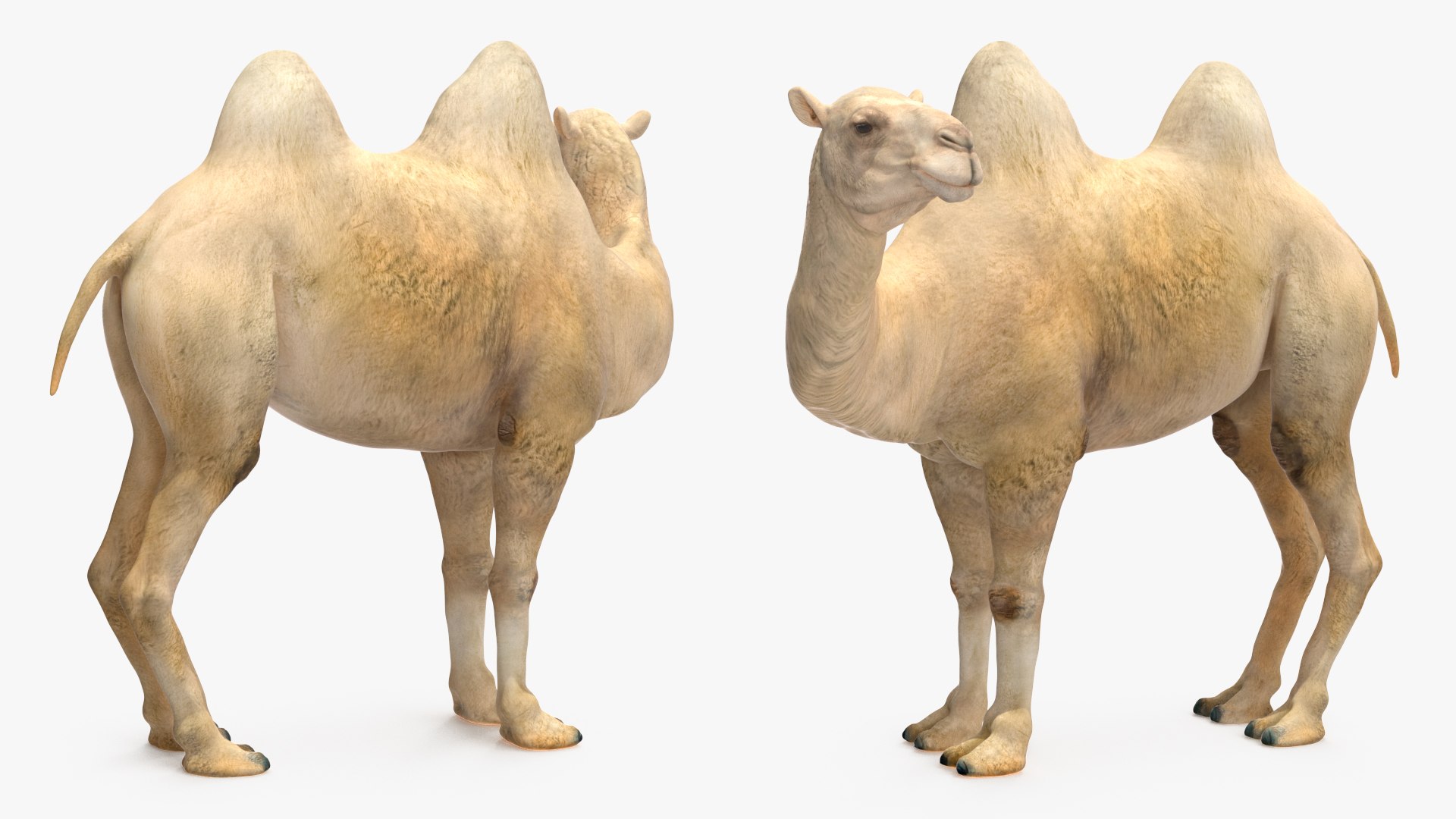 3D Bactrian Camel Light Colored Standing Pose https://p.turbosquid.com/ts-thumb/0q/hMklgF/Sh/bactriancamellightcoloredstandingposevray3dmodel009/jpg/1724747733/1920x1080/fit_q87/fde7291b035252ce410defe2bb2d982643d2defb/bactriancamellightcoloredstandingposevray3dmodel009.jpg