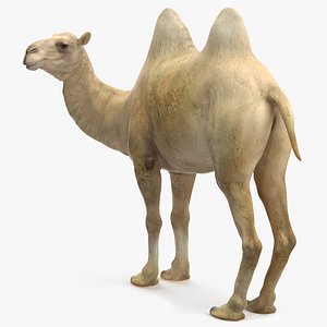 3D Bactrian Camel Light Colored Standing Pose