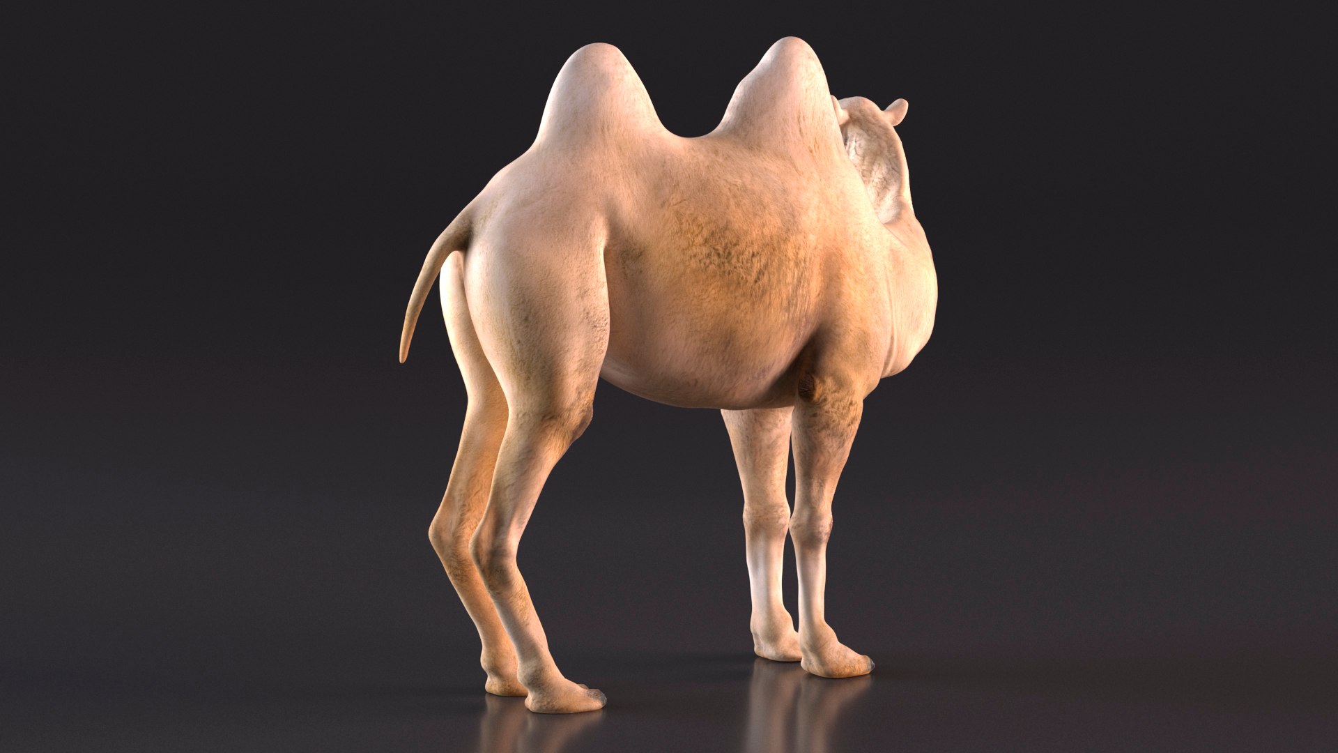 3D Bactrian Camel Light Colored Standing Pose https://p.turbosquid.com/ts-thumb/0q/hMklgF/at/bactriancamellightcoloredstandingposevray3dmodel007/jpg/1724747727/1920x1080/fit_q87/a148afa944124fda8c6fc83ae04215441aa6416f/bactriancamellightcoloredstandingposevray3dmodel007.jpg